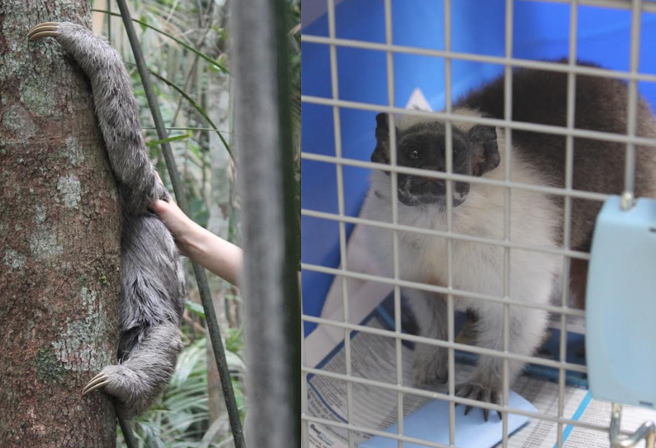 Moradores resgatam sauim-de-coleira e preguiça que apareceram em residências de Manaus