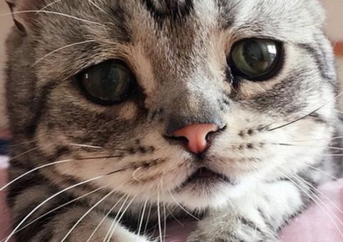 Saiba o que fazer caso seu gato seja envenenado