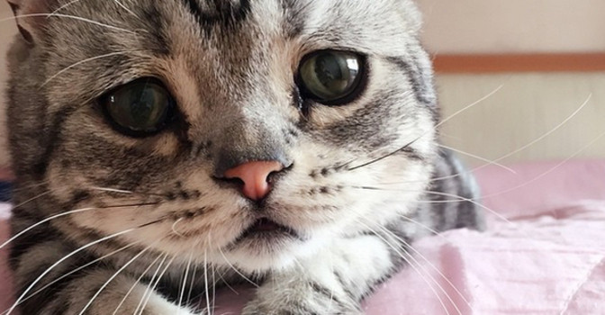 Saiba o que fazer caso seu gato seja envenenado