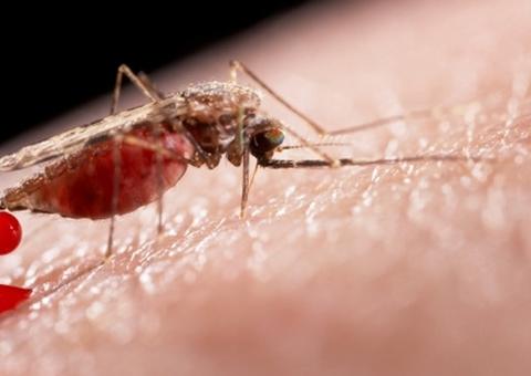 Manaus tem mais de 2,4 mil casos confirmados de malária