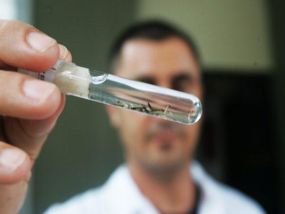 Pesquisadores brasileiros usam vírus da zika para atacar câncer cerebral