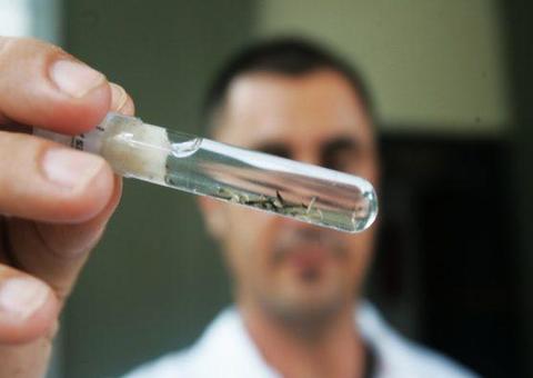 Pesquisadores brasileiros usam vírus da zika para atacar câncer cerebral