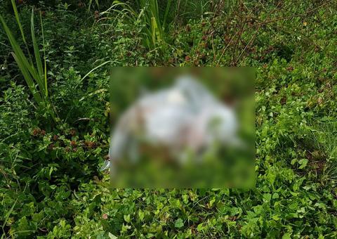 Corpo é encontrado com saco plástico na cabeça em  Manaus