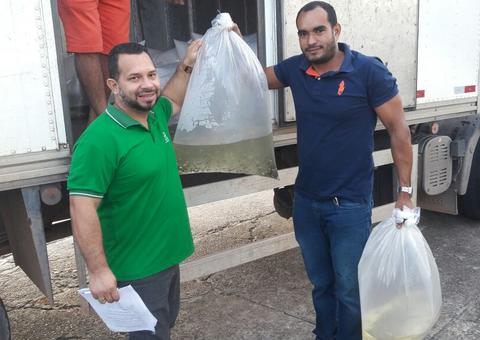 Sepa entrega 108 mil alevinos de tambaqui a produtores no Amazonas