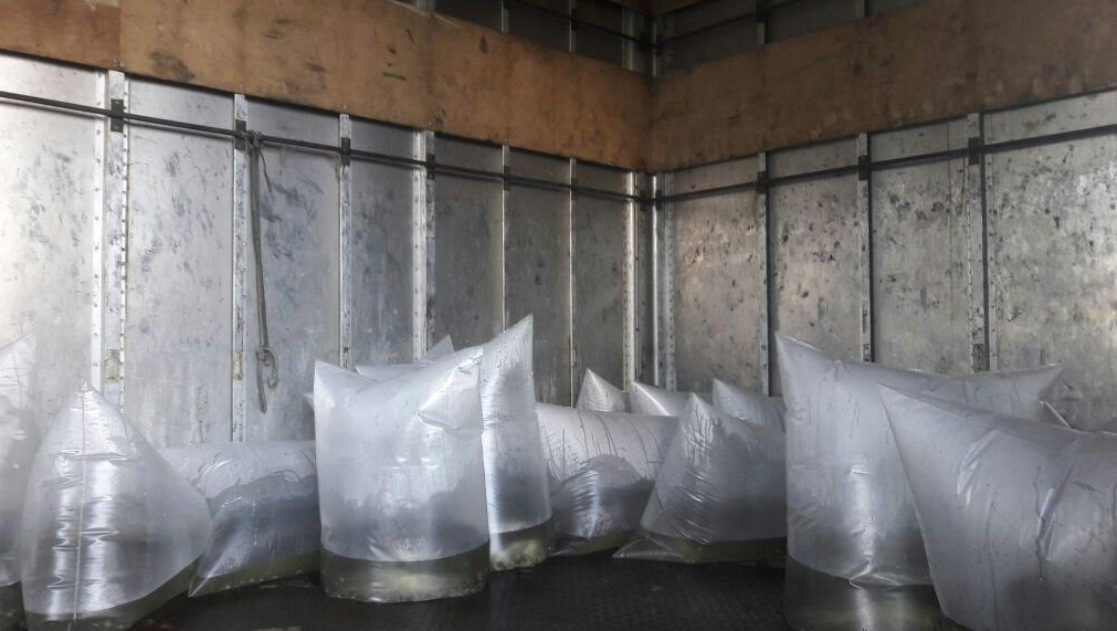 Sepa entrega 108 mil alevinos de tambaqui a produtores no Amazonas