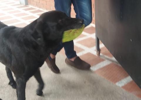 Cachorro usa folhas como dinheiro para 'comprar’ petiscos