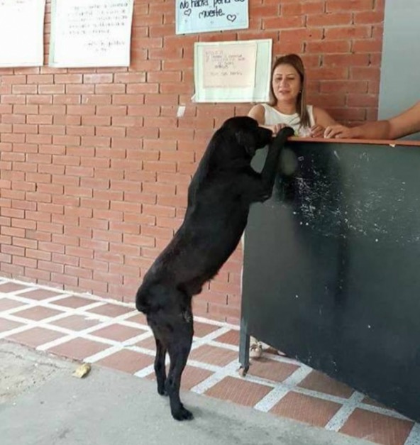 Cachorro usa folhas como dinheiro para 'comprar’ petiscos