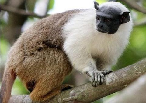 Projeto implementa ações de preservação ao Sauim-de-Coleira em Manaus