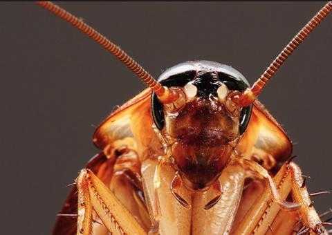 Baratas são quase imortais e cientistas revelam o porquê