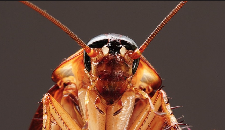 Baratas são quase imortais e cientistas revelam o porquê