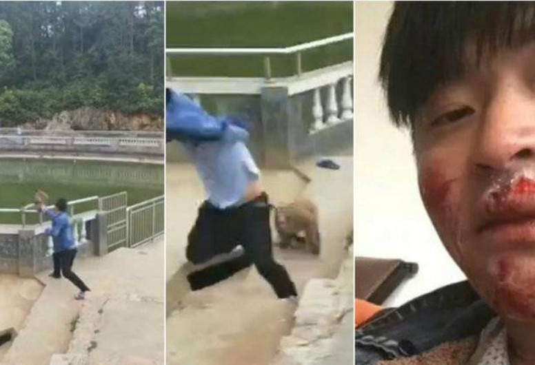 Macaco se vinga de homem após ser empurrado em parque