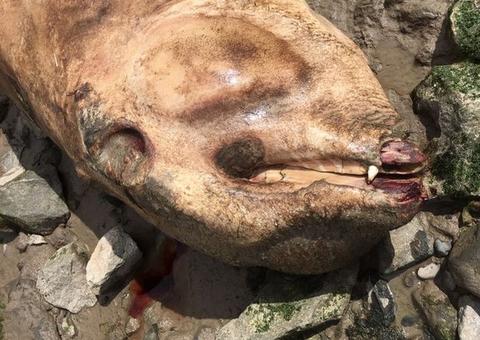 Corpo de criatura bizarra é encontrado em rio e intriga especialistas