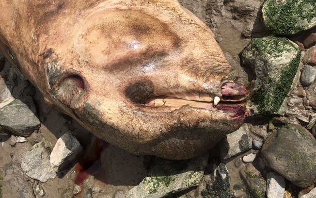 Corpo de criatura bizarra é encontrado em rio e intriga especialistas