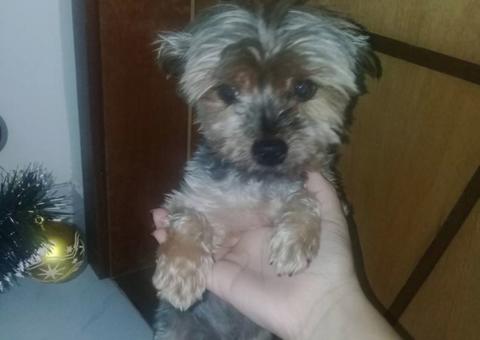 Família desesperada procura cachorro yorkshire desaparecido de casa em Manaus