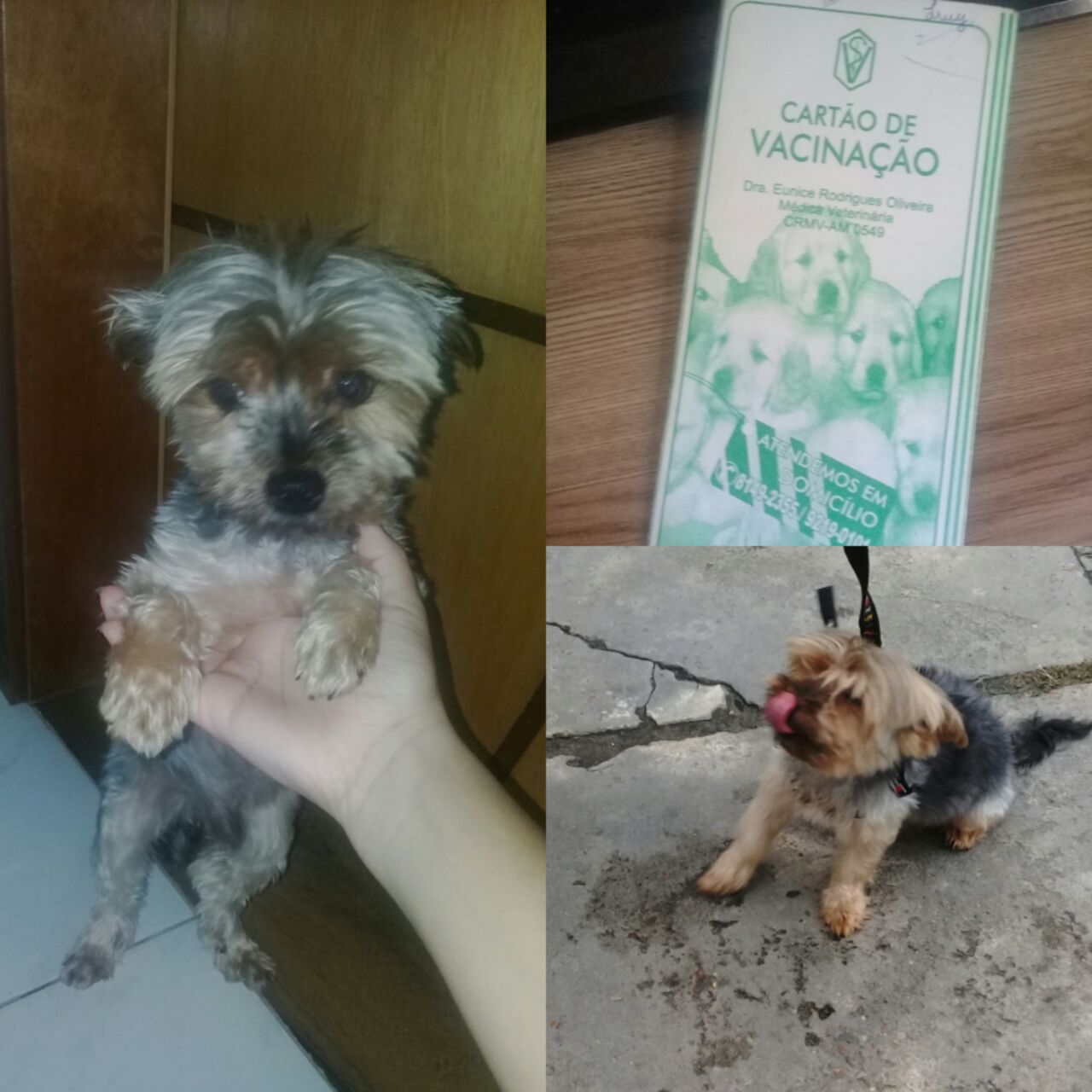 Família desesperada procura cachorro yorkshire desaparecido de casa em Manaus