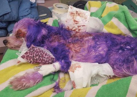 Cadelinha quase morre após ser pintada com tinta para cabelos