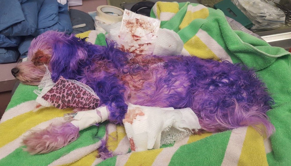 Cadelinha quase morre após ser pintada com tinta para cabelos