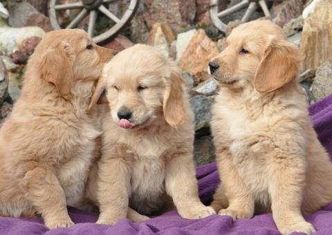 Veterinário é acusado de 'cirurgia cruel' para implantar heroína em filhotes de cães