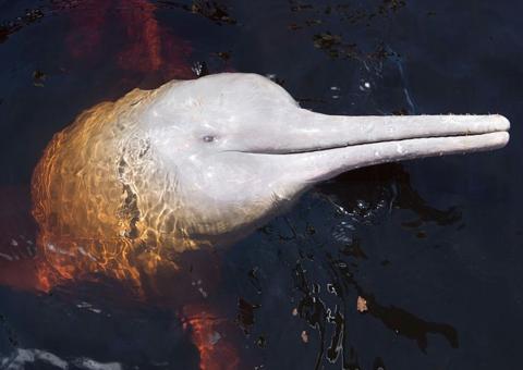 População de botos-cor-de-rosa da Amazônia cai 50% a cada década