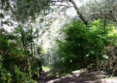 Jovens desaparecem em matagal após saírem para caçar no Amazonas