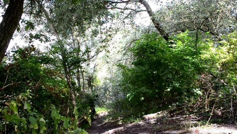 Jovens desaparecem em matagal após saírem para caçar no Amazonas