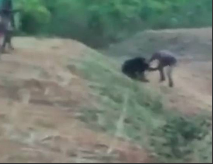 Homem é atacado e morto ao tentar tirar selfie com urso 