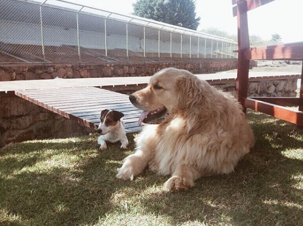 Marcela Temer pula em lago para salvar cão e demite servidora que não ajudou