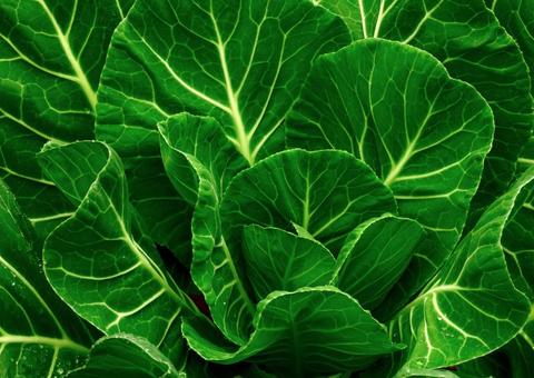 Couve deixa cérebro mais jovem, limpa o fígado e muito mais