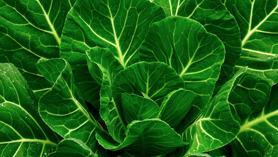 Couve deixa cérebro mais jovem, limpa o fígado e muito mais