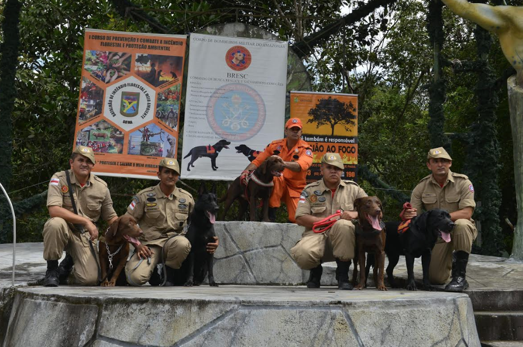 Conheça os cães de resgate dos bombeiros que são treinados diariamente para salvar vidas