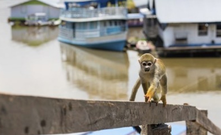 MPF discutirá exploração de animais silvestres em atividades turísticas no Amazonas 