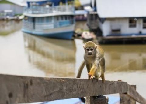 MPF discutirá exploração de animais silvestres em atividades turísticas no Amazonas 
