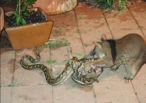 Mãe gambá luta contra cobra píton para salvar a vida de seu filhote. Veja