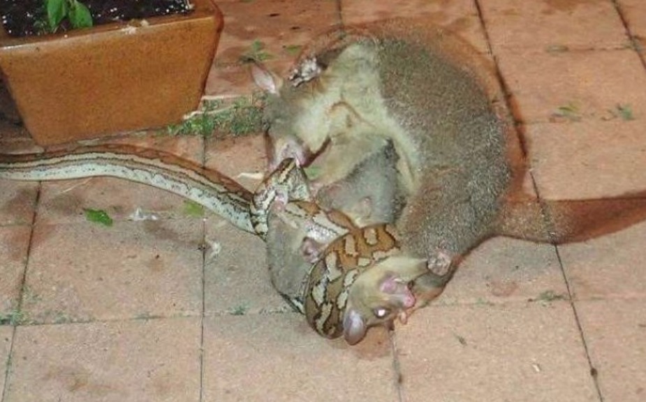 Mãe gambá luta contra cobra píton para salvar a vida de seu filhote. Veja