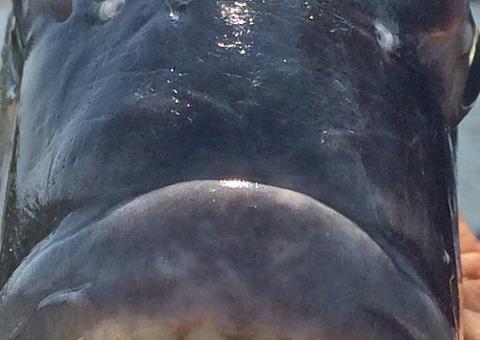 Peixe com 'dentes humanos' é capturado e intriga internautas; Veja