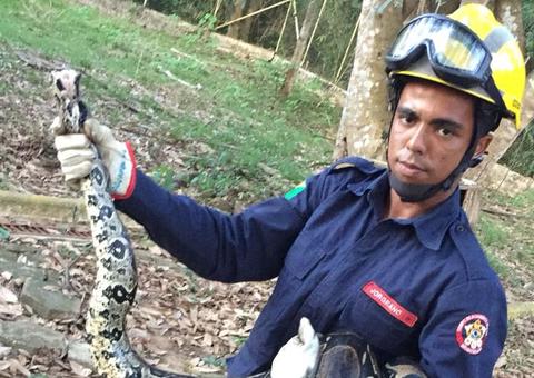 Após ser flagrada comendo galinhas, jiboia de 3 metros é capturada em quintal