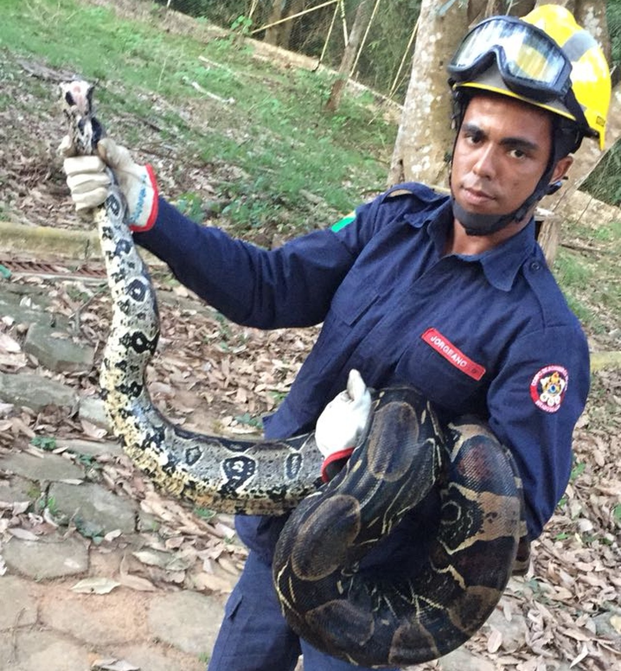 Após ser flagrada comendo galinhas, jiboia de 3 metros é capturada em quintal