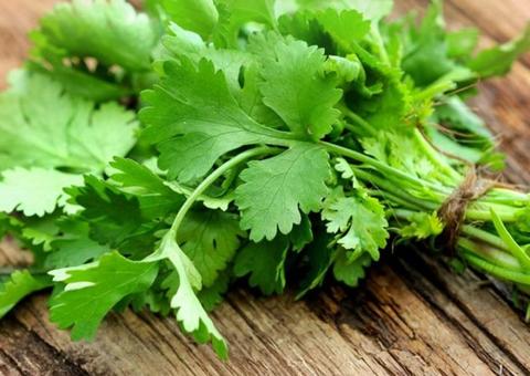 Conheça 9 benefícios do coentro