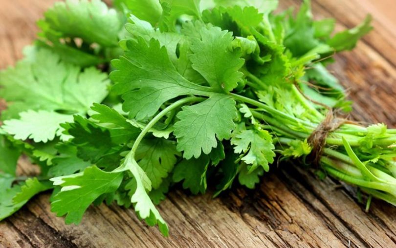 Conheça 9 benefícios do coentro