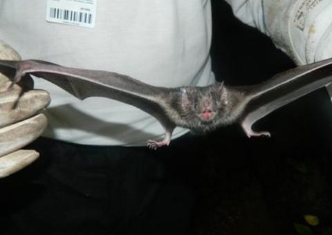 Pará tem 12 casos notificados de raiva humana