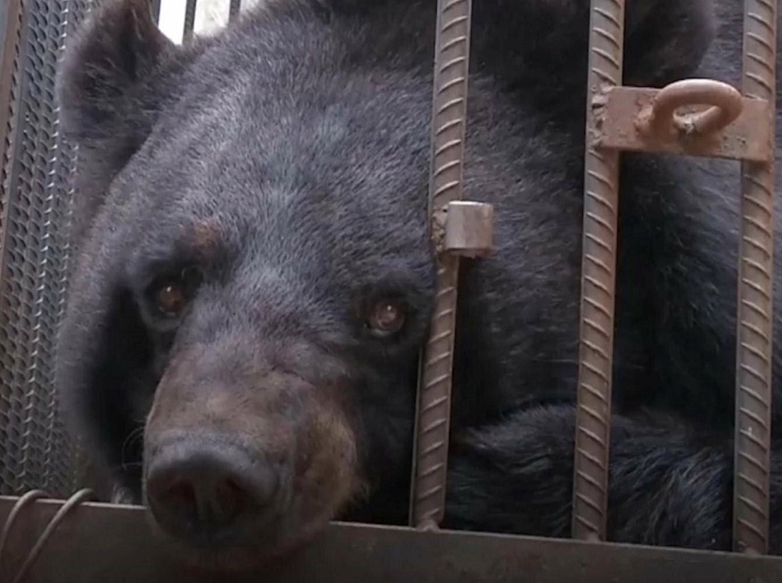 Família se espanta ao descobrir que cachorro 'raro' era urso em extinção