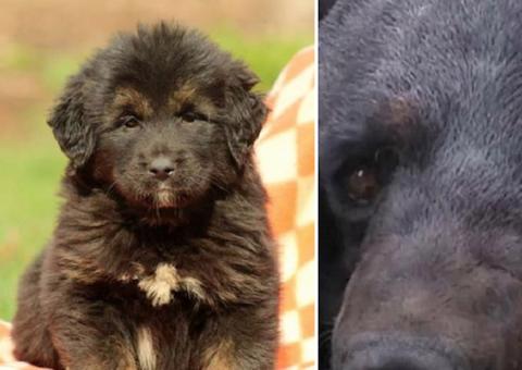 Família se espanta ao descobrir que cachorro 'raro' era urso em extinção