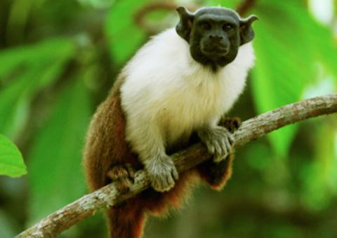 Ministério do Meio Ambiente anuncia operação para preservação do sauim-de-coleira no Amazonas