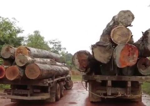 Superintendente do Ibama é investigado por omissão em fiscalização de fraudes no transporte de madeira