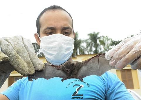Sobe para 8 as mortes suspeitas por raiva humana no Pará