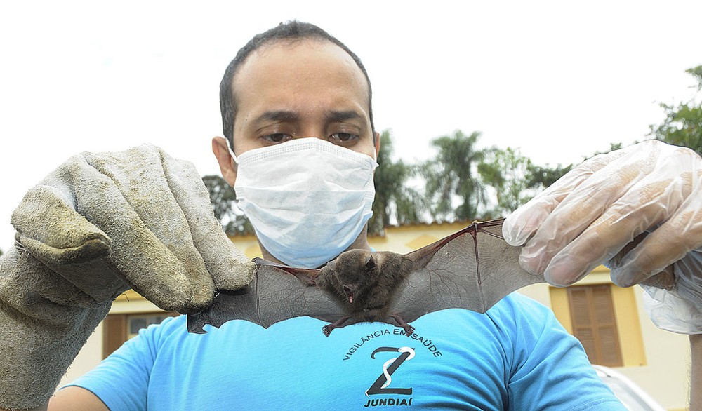 Sobe para 8 as mortes suspeitas por raiva humana no Pará