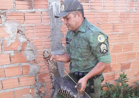 Jacaré dá susto em moradores e é capturado em avenida movimentada 