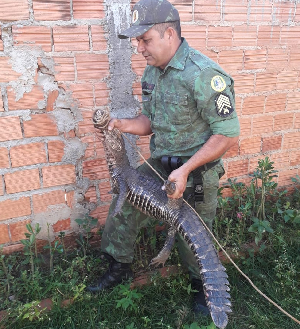 Jacaré dá susto em moradores e é capturado em avenida movimentada 