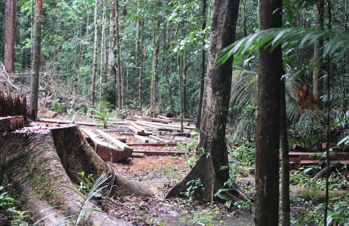 Ipaam apreende carga de madeira ilegal e aplica multa de R$ 21 mil no Amazonas