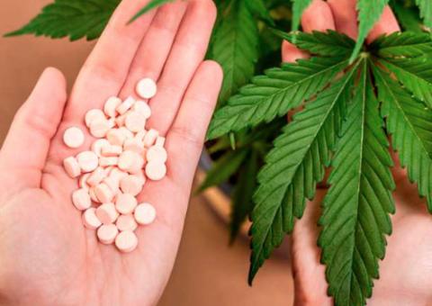 Anvisa inicia discussão de plantio de maconha no País para uso terapêutico e de pesquisa